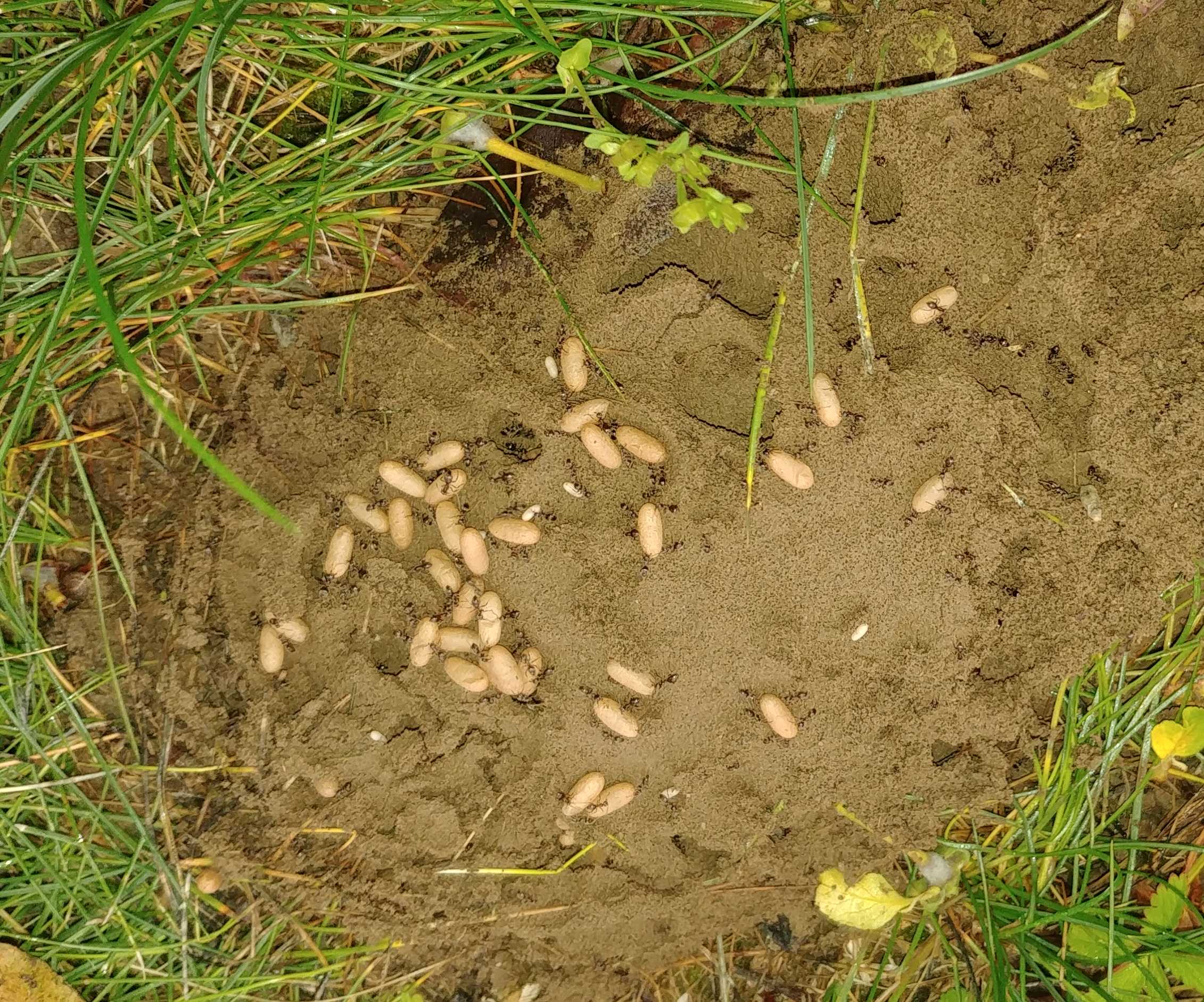 [Formicidae] Des oeufs de fourmis de taille différentes BjCe