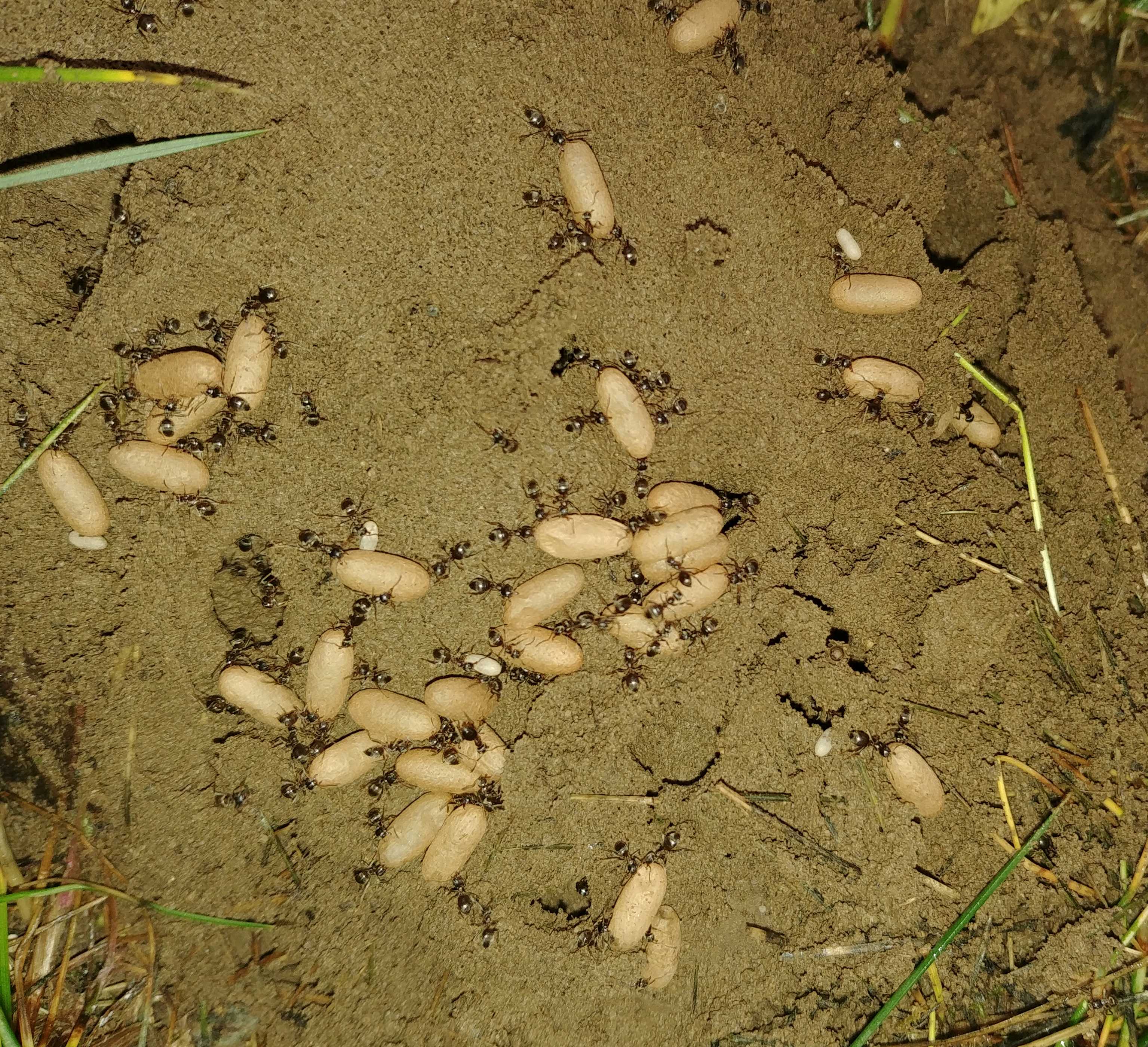 [Formicidae] Des oeufs de fourmis de taille différentes F8NJ