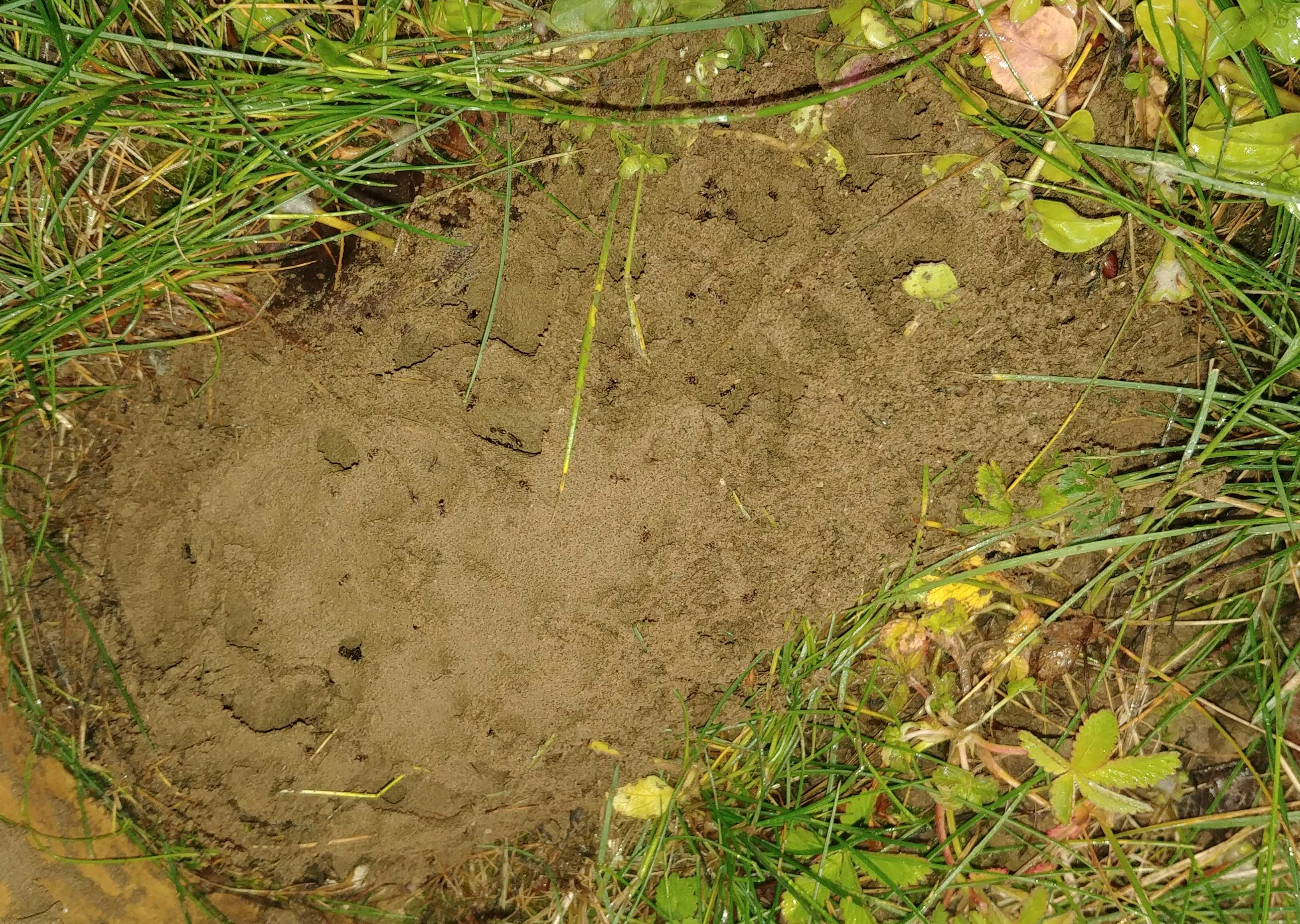 [Formicidae] Des oeufs de fourmis de taille différentes SkeC